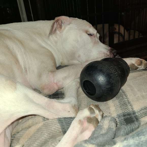 🐾LIVE/SILENT SHOW LISTING 🐾🐾🐾🐾 - Picture 7 of 16